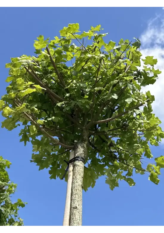 Kugel-Feldahorn 'Nanum' | Acer campestre 'Nanum'