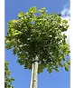 Kugel-Feldahorn 'Nanum' | Acer campestre 'Nanum'