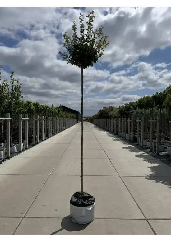Kugel-Feldahorn 'Nanum' | Acer campestre 'Nanum'