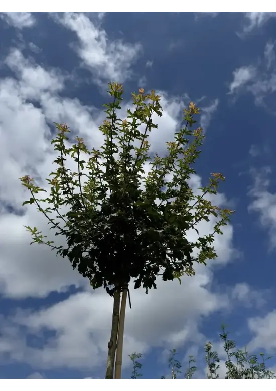 Kugel-Feldahorn 'Nanum' | Acer campestre 'Nanum'