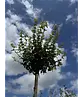 Kugel-Feldahorn 'Nanum' | Acer campestre 'Nanum'