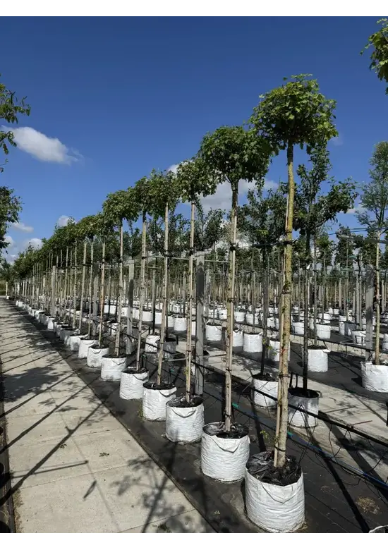 Kugel-Feldahorn 'Nanum' | Acer campestre 'Nanum'