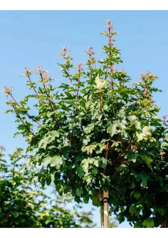 Kugel-Feldahorn 'Nanum' | Acer campestre 'Nanum'