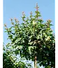 Kugel-Feldahorn 'Nanum' | Acer campestre 'Nanum'