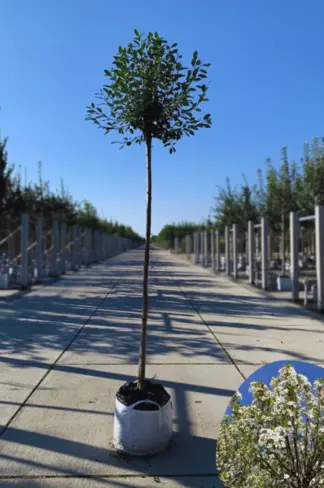 Kugelkirsche 'Umbraculifera' | Prunus eminens 'Umbraculifera'