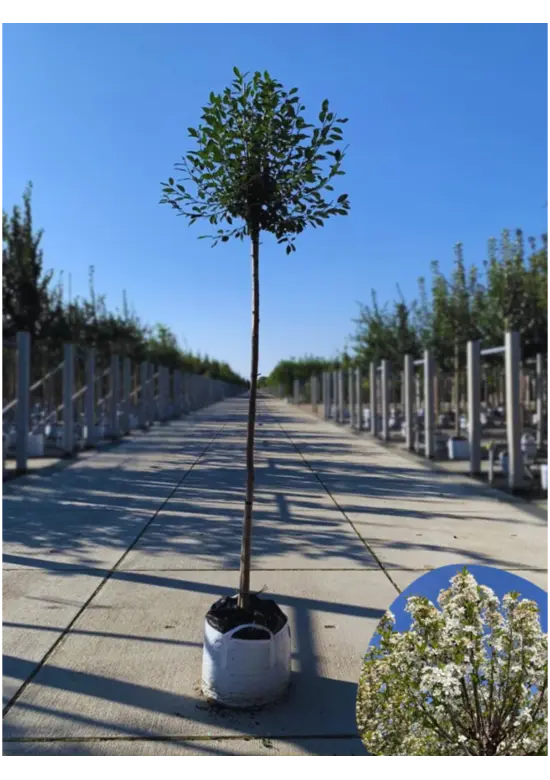 Kugelkirsche 'Umbraculifera' | Prunus eminens 'Umbraculifera'
