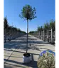 Kugelkirsche 'Umbraculifera' | Prunus eminens 'Umbraculifera'