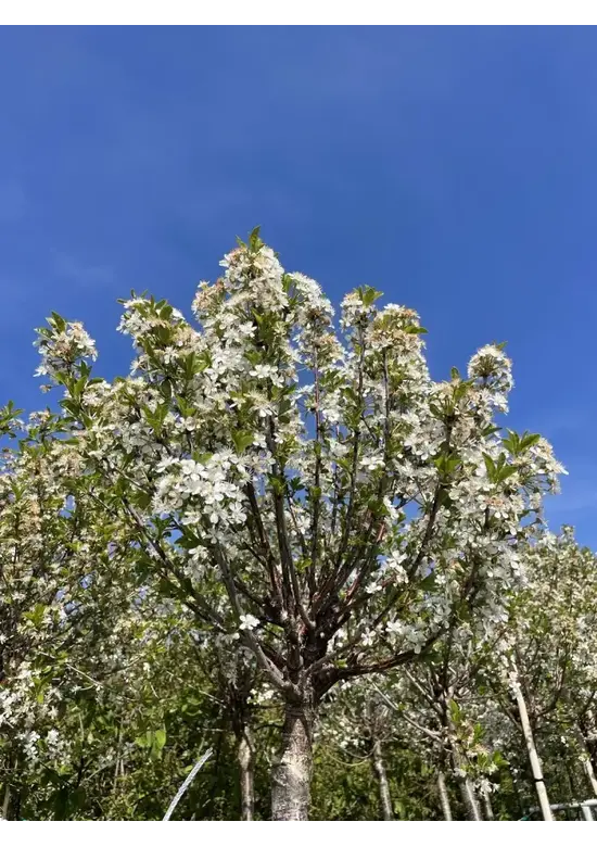 Kugelkirsche 'Umbraculifera' | Prunus eminens 'Umbraculifera'