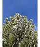 Kugelkirsche 'Umbraculifera' | Prunus eminens 'Umbraculifera'