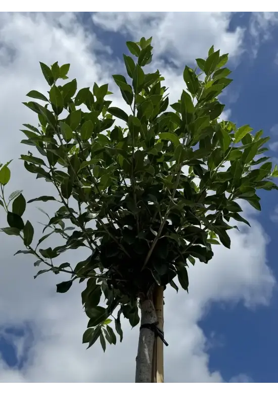 Kugelkirsche 'Umbraculifera' | Prunus eminens 'Umbraculifera'