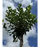 Kugelkirsche 'Umbraculifera' | Prunus eminens 'Umbraculifera'
