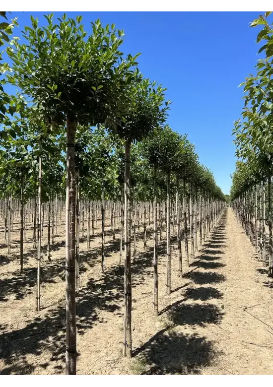 Kugelkirsche 'Umbraculifera' | Prunus eminens 'Umbraculifera'