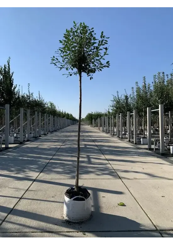 Kugelkirsche 'Umbraculifera' | Prunus eminens 'Umbraculifera'