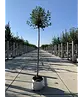 Kugelkirsche 'Umbraculifera' | Prunus eminens 'Umbraculifera'