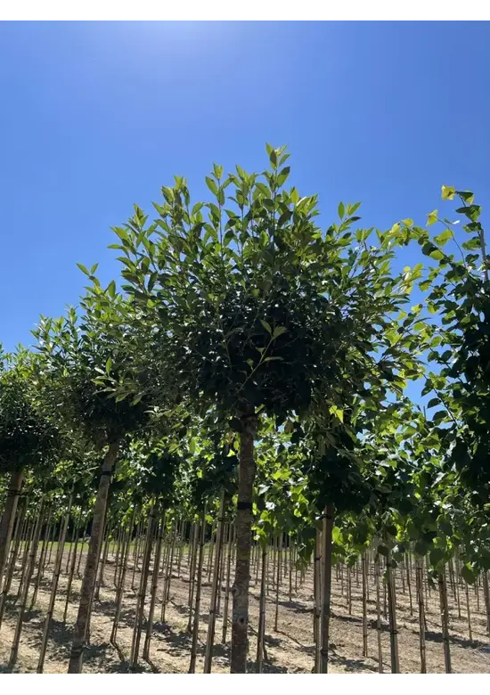 Kugelkirsche 'Umbraculifera' | Prunus eminens 'Umbraculifera'