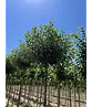 Kugelkirsche 'Umbraculifera' | Prunus eminens 'Umbraculifera'