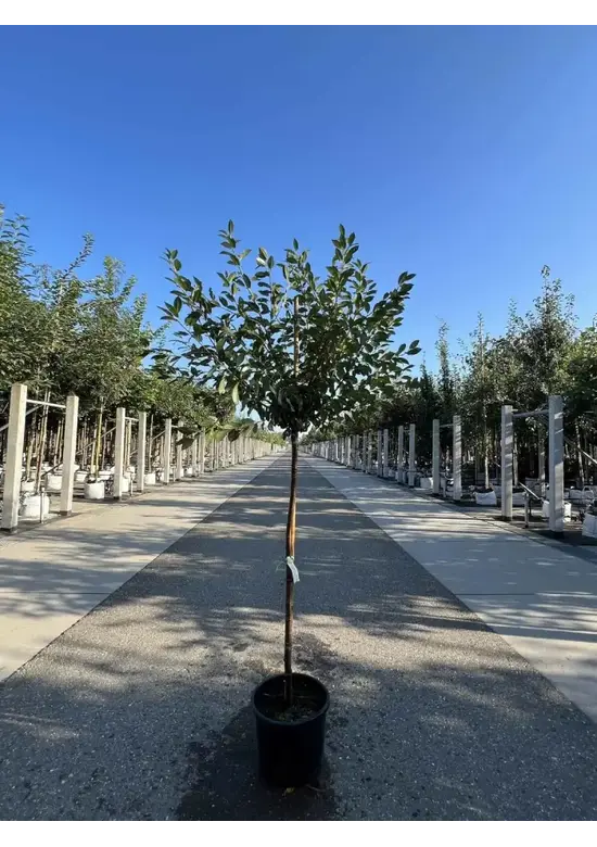 Kugelkirsche 'Umbraculifera' | Prunus eminens 'Umbraculifera'
