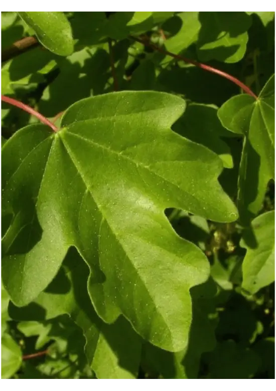 Feldahorn 'Elsrijk' | Acer campestre 'Elsrijk'