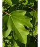 Feldahorn 'Elsrijk' | Acer campestre 'Elsrijk'