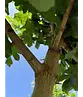 Feldahorn 'Elsrijk' | Acer campestre 'Elsrijk'