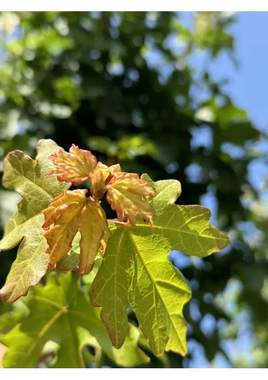Feldahorn 'Elsrijk' | Acer campestre 'Elsrijk'