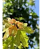 Feldahorn 'Elsrijk' | Acer campestre 'Elsrijk'