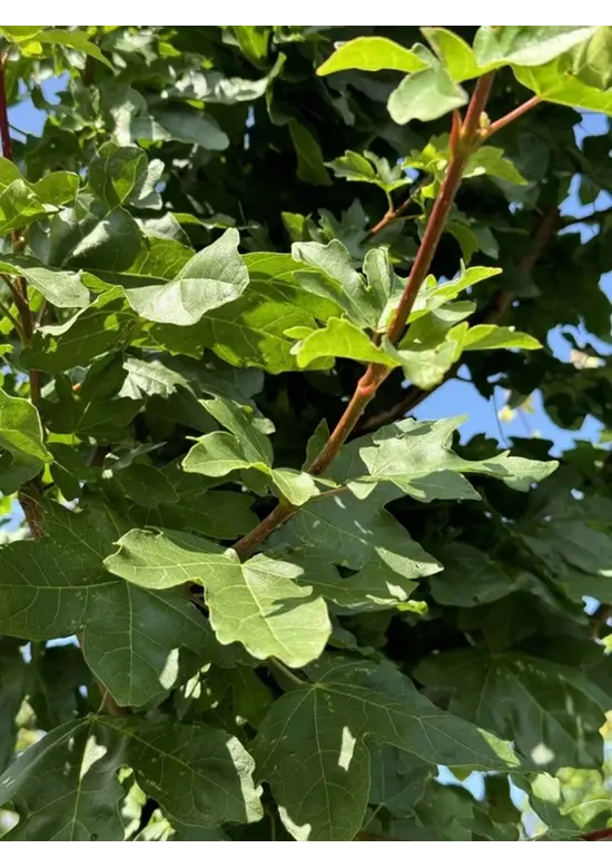 Feldahorn 'Elsrijk' | Acer campestre 'Elsrijk'