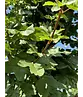 Feldahorn 'Elsrijk' | Acer campestre 'Elsrijk'