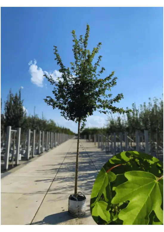 Feldahorn 'Elsrijk' | Acer campestre 'Elsrijk'