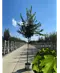 Feldahorn 'Elsrijk' | Acer campestre 'Elsrijk'