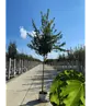 Feldahorn 'Elsrijk' | Acer campestre 'Elsrijk'
