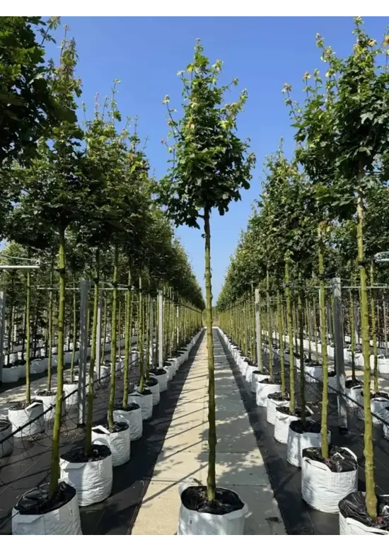 Feldahorn 'Elsrijk' | Acer campestre 'Elsrijk'