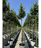 Feldahorn 'Elsrijk' | Acer campestre 'Elsrijk'