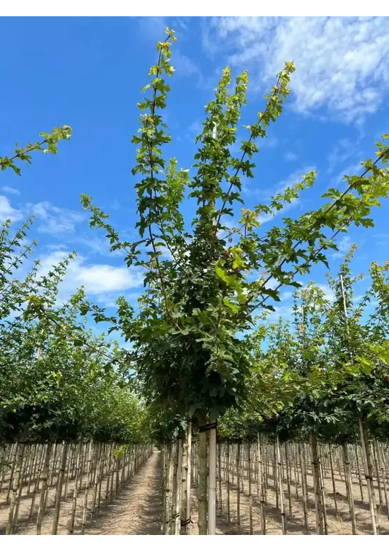 Feldahorn 'Elsrijk' | Acer campestre 'Elsrijk'