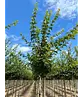 Feldahorn 'Elsrijk' | Acer campestre 'Elsrijk'