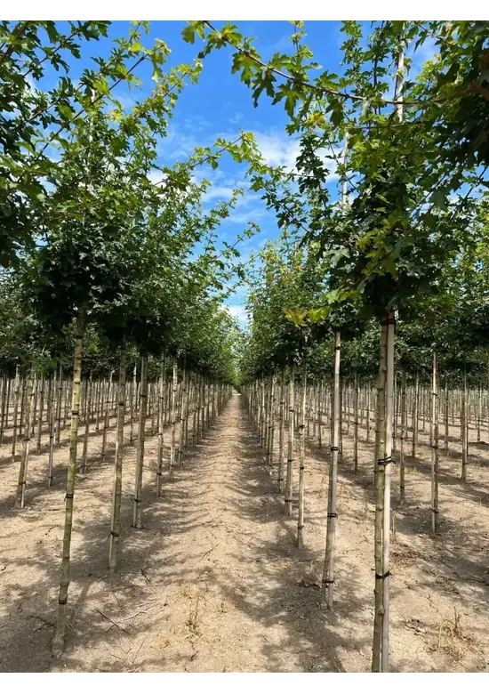 Feldahorn 'Elsrijk' | Acer campestre 'Elsrijk'