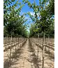 Feldahorn 'Elsrijk' | Acer campestre 'Elsrijk'