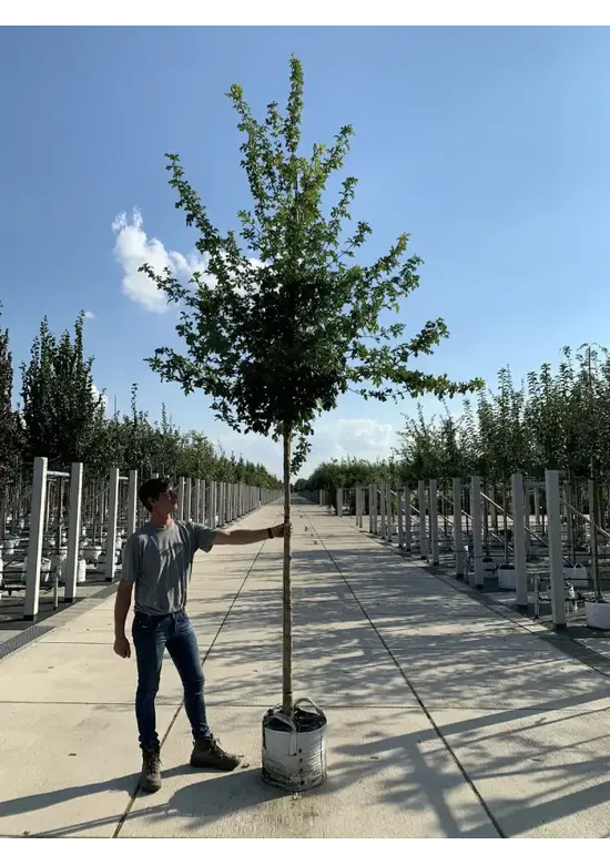 Feldahorn 'Elsrijk' | Acer campestre 'Elsrijk'