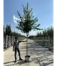 Feldahorn 'Elsrijk' | Acer campestre 'Elsrijk'