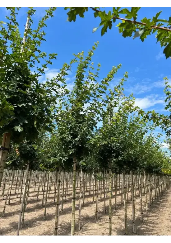 Feldahorn 'Elsrijk' | Acer campestre 'Elsrijk'