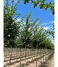 Feldahorn 'Elsrijk' | Acer campestre 'Elsrijk'