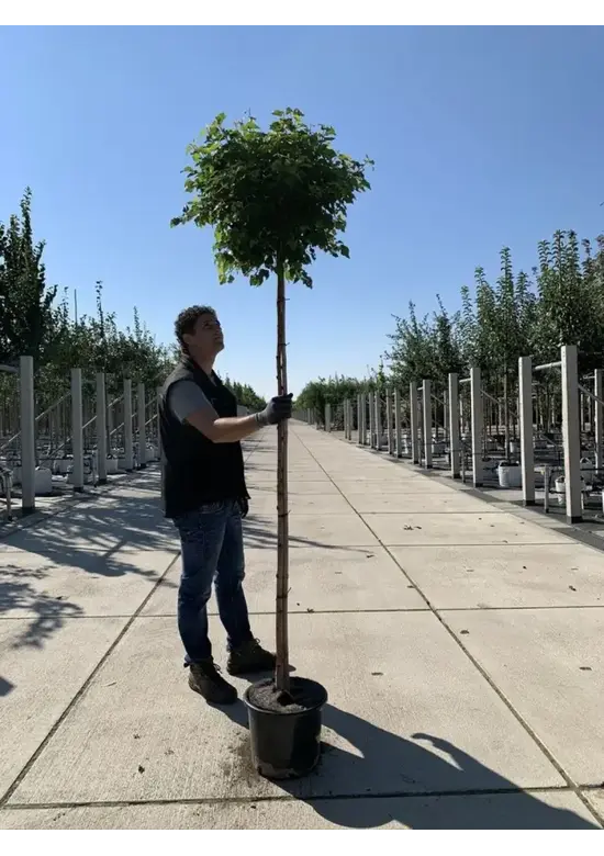 Lollypop Birke 'Magical Globe' | Betula pendula 'Magical Globe'