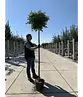 Lollypop Birke 'Magical Globe' | Betula pendula 'Magical Globe'