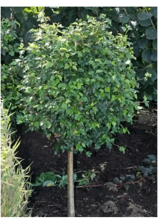 Lollypop Birke 'Magical Globe' | Betula pendula 'Magical Globe'