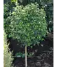 Lollypop Birke 'Magical Globe' | Betula pendula 'Magical Globe'