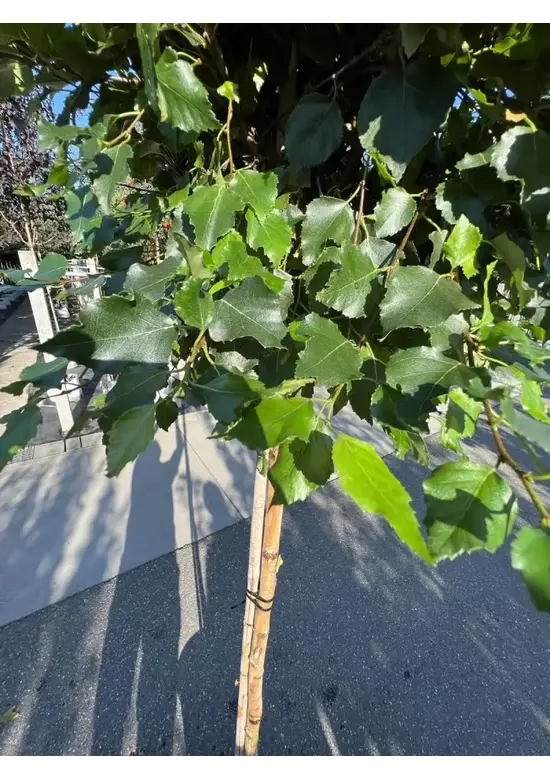 Lollypop Birke 'Magical Globe' | Betula pendula 'Magical Globe'