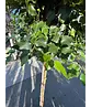 Lollypop Birke 'Magical Globe' | Betula pendula 'Magical Globe'
