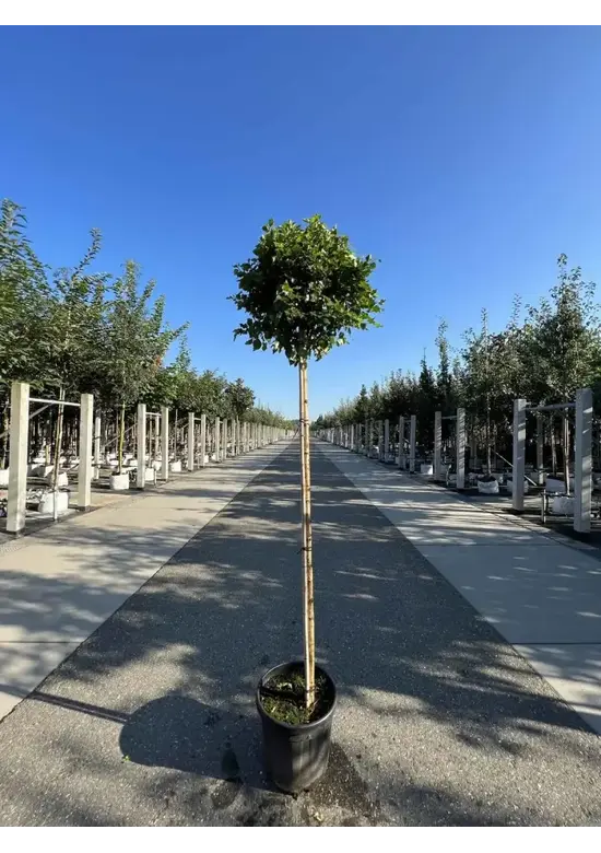 Lollypop Birke 'Magical Globe' | Betula pendula 'Magical Globe'