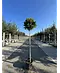Lollypop Birke 'Magical Globe' | Betula pendula 'Magical Globe'