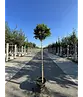 Lollypop Birke 'Magical Globe' | Betula pendula 'Magical Globe'